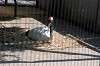 ueno_zoo_1323_mini.jpg