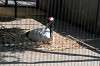 ueno_zoo_1324_mini.jpg