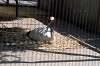 ueno_zoo_1325_mini.jpg