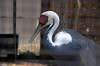 ueno_zoo_1329_mini.jpg