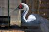 ueno_zoo_1330_mini.jpg