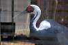 ueno_zoo_1331_mini.jpg