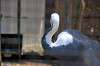 ueno_zoo_1332_mini.jpg