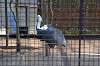 ueno_zoo_1337_mini.jpg