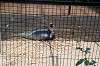 ueno_zoo_1339_mini.jpg