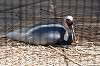 ueno_zoo_1340_mini.jpg