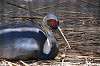 ueno_zoo_1342_mini.jpg