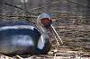 ueno_zoo_1343_mini.jpg