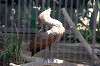 ueno_zoo_1344_mini.jpg