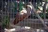 ueno_zoo_1346_mini.jpg