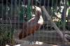 ueno_zoo_1347_mini.jpg