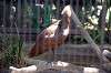 ueno_zoo_1349_mini.jpg