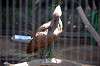 ueno_zoo_1351_mini.jpg