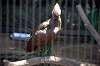ueno_zoo_1352_mini.jpg