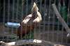 ueno_zoo_1353_mini.jpg