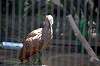 ueno_zoo_1354_mini.jpg