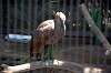 ueno_zoo_1355_mini.jpg