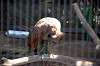 ueno_zoo_1356_mini.jpg