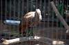 ueno_zoo_1357_mini.jpg