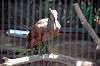 ueno_zoo_1358_mini.jpg