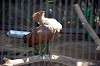 ueno_zoo_1359_mini.jpg