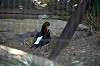 ueno_zoo_1360_mini.jpg