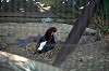 ueno_zoo_1362_mini.jpg