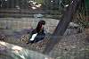 ueno_zoo_1364_mini.jpg