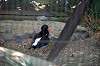 ueno_zoo_1365_mini.jpg