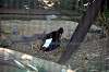 ueno_zoo_1366_mini.jpg