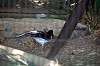 ueno_zoo_1367_mini.jpg