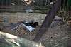 ueno_zoo_1368_mini.jpg