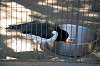 ueno_zoo_1369_mini.jpg