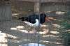 ueno_zoo_1370_mini.jpg