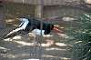 ueno_zoo_1372_mini.jpg