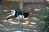 ueno_zoo_1373_mini.jpg