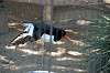 ueno_zoo_1374_mini.jpg