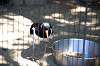 ueno_zoo_1377_mini.jpg