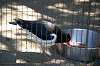 ueno_zoo_1378_mini.jpg