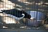 ueno_zoo_1379_mini.jpg