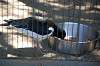 ueno_zoo_1380_mini.jpg