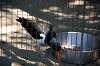 ueno_zoo_1383_mini.jpg