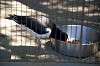 ueno_zoo_1384_mini.jpg