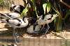 ueno_zoo_1385_mini.jpg