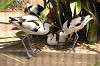ueno_zoo_1386_mini.jpg