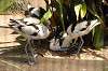 ueno_zoo_1387_mini.jpg