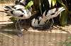 ueno_zoo_1388_mini.jpg