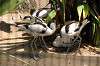 ueno_zoo_1390_mini.jpg