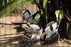 ueno_zoo_1393_mini.jpg