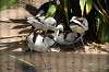 ueno_zoo_1395_mini.jpg